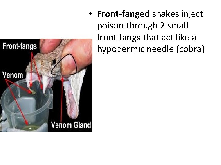  • Front-fanged snakes inject poison through 2 small front fangs that act like