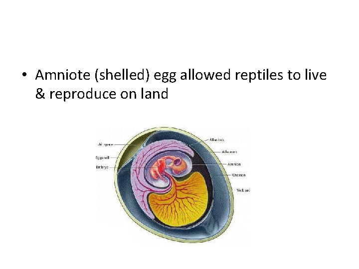  • Amniote (shelled) egg allowed reptiles to live & reproduce on land 