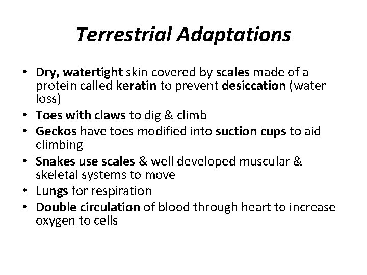 Terrestrial Adaptations • Dry, watertight skin covered by scales made of a protein called