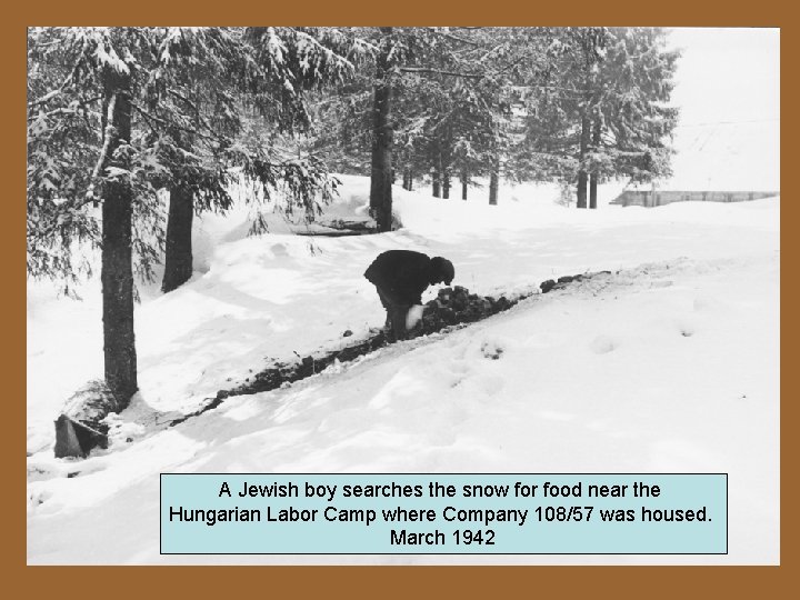 A Jewish boy searches the snow for food near the Hungarian Labor Camp where