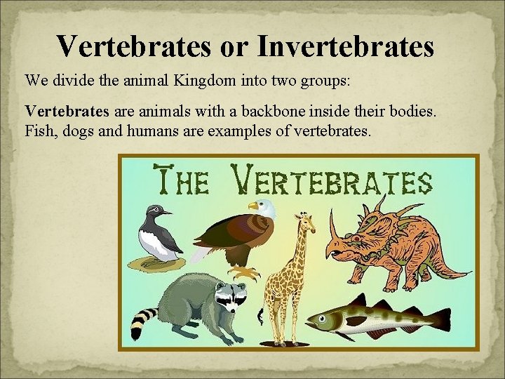 Vertebrates or Invertebrates We divide the animal Kingdom into two groups: Vertebrates are animals