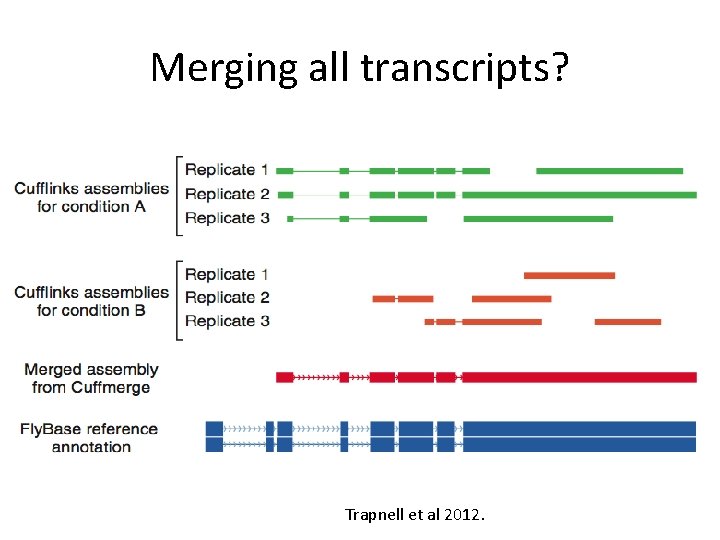 Merging all transcripts? Trapnell et al 2012. 