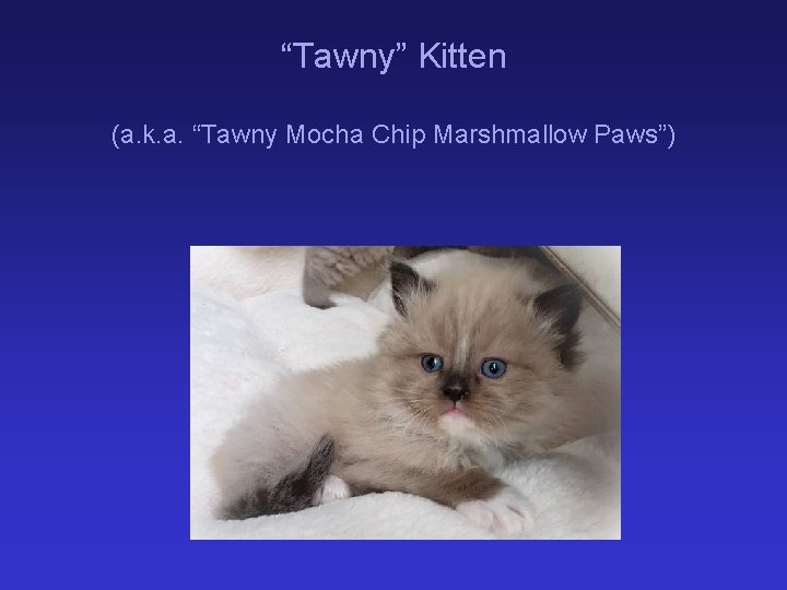 “Tawny” Kitten (a. k. a. “Tawny Mocha Chip Marshmallow Paws”) 