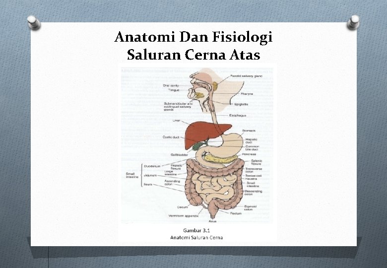 Anatomi Dan Fisiologi Saluran Cerna Atas Anatomi Dan Fisiologi Saluran Cerna Atas