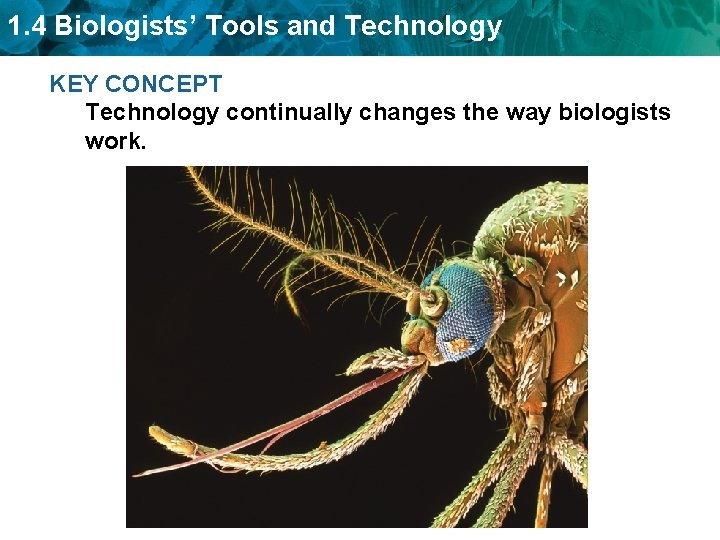1. 4 Biologists’ Tools and Technology KEY CONCEPT Technology continually changes the way biologists