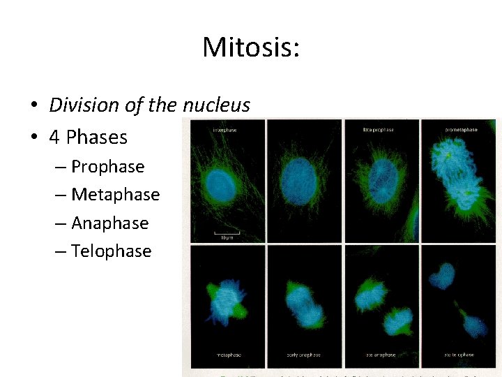 Mitosis: • Division of the nucleus • 4 Phases – Prophase – Metaphase –