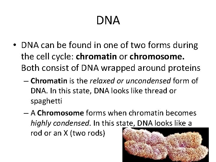 DNA • DNA can be found in one of two forms during the cell