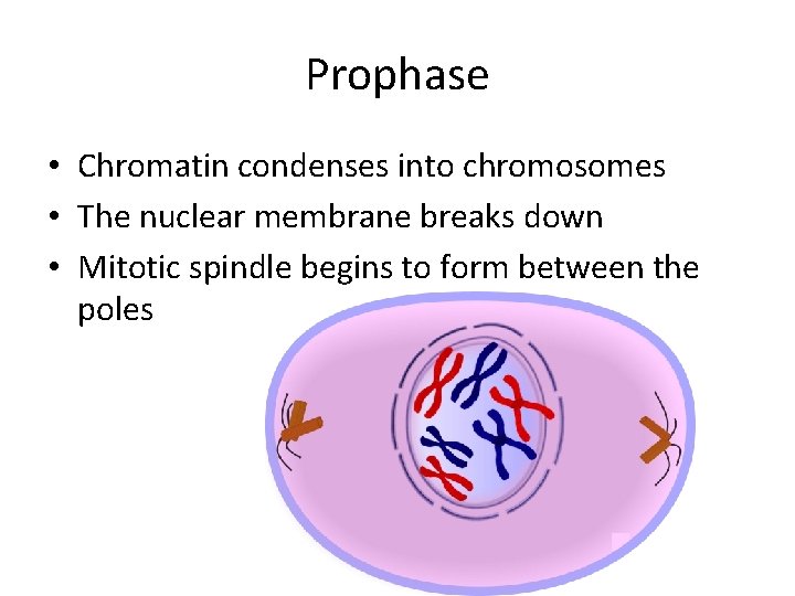 Prophase • Chromatin condenses into chromosomes • The nuclear membrane breaks down • Mitotic Prophase • Chromatin condenses into chromosomes • The nuclear membrane breaks down • Mitotic