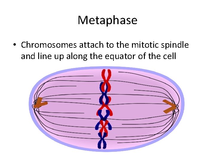 Metaphase • Chromosomes attach to the mitotic spindle and line up along the equator