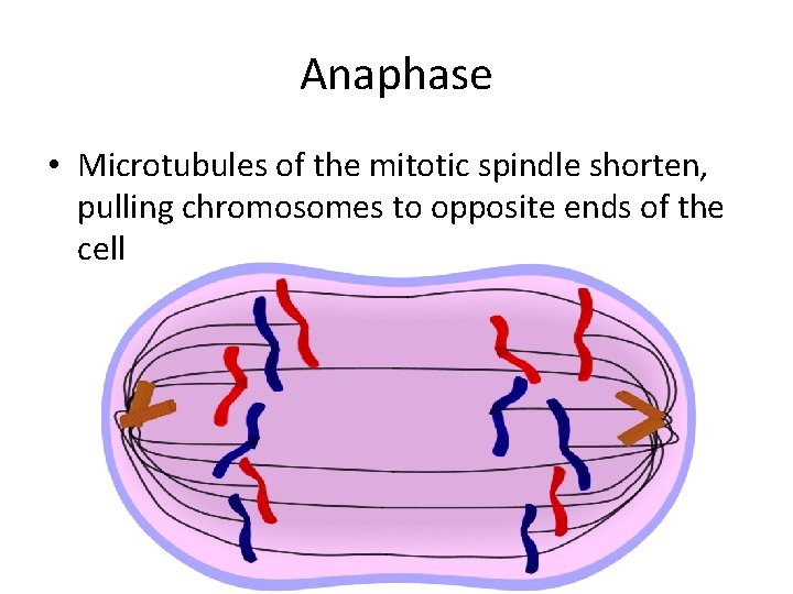 Anaphase • Microtubules of the mitotic spindle shorten, pulling chromosomes to opposite ends of Anaphase • Microtubules of the mitotic spindle shorten, pulling chromosomes to opposite ends of