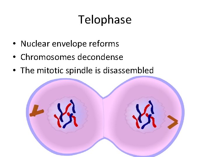 Telophase • Nuclear envelope reforms • Chromosomes decondense • The mitotic spindle is disassembled Telophase • Nuclear envelope reforms • Chromosomes decondense • The mitotic spindle is disassembled