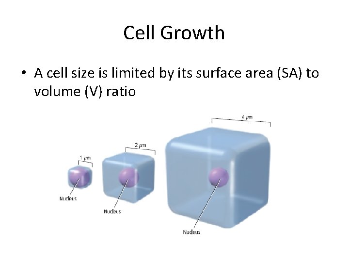 Cell Growth • A cell size is limited by its surface area (SA) to Cell Growth • A cell size is limited by its surface area (SA) to