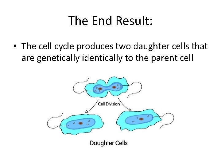 The End Result: • The cell cycle produces two daughter cells that are genetically