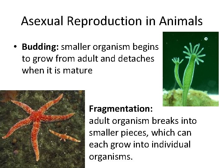 Asexual Reproduction in Animals • Budding: smaller organism begins to grow from adult and