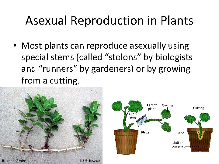 Asexual Reproduction in Plants • Most plants can reproduce asexually using special stems (called