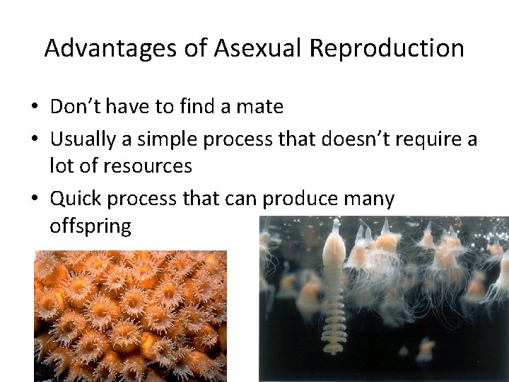 Advantages of Asexual Reproduction • Don’t have to find a mate • Usually a Advantages of Asexual Reproduction • Don’t have to find a mate • Usually a