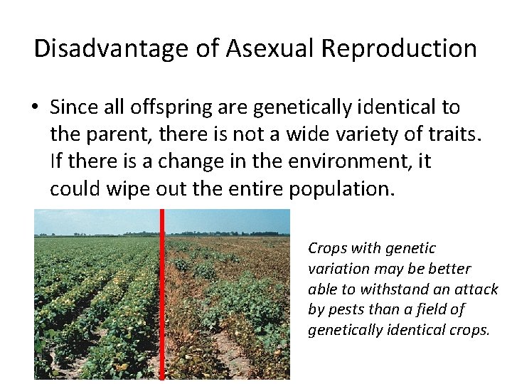 Disadvantage of Asexual Reproduction • Since all offspring are genetically identical to the parent,