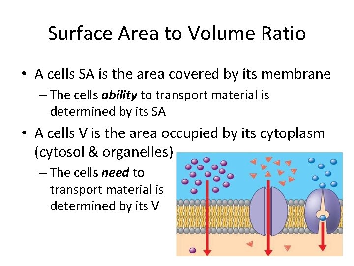 Surface Area to Volume Ratio • A cells SA is the area covered by Surface Area to Volume Ratio • A cells SA is the area covered by