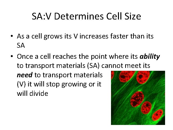 SA: V Determines Cell Size • As a cell grows its V increases faster SA: V Determines Cell Size • As a cell grows its V increases faster