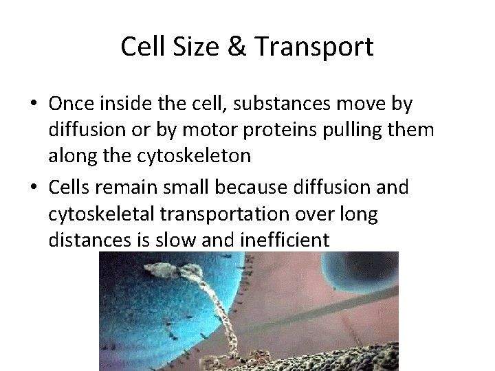 Cell Size & Transport • Once inside the cell, substances move by diffusion or Cell Size & Transport • Once inside the cell, substances move by diffusion or