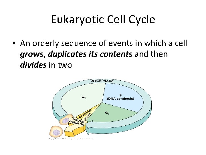 Eukaryotic Cell Cycle • An orderly sequence of events in which a cell grows,