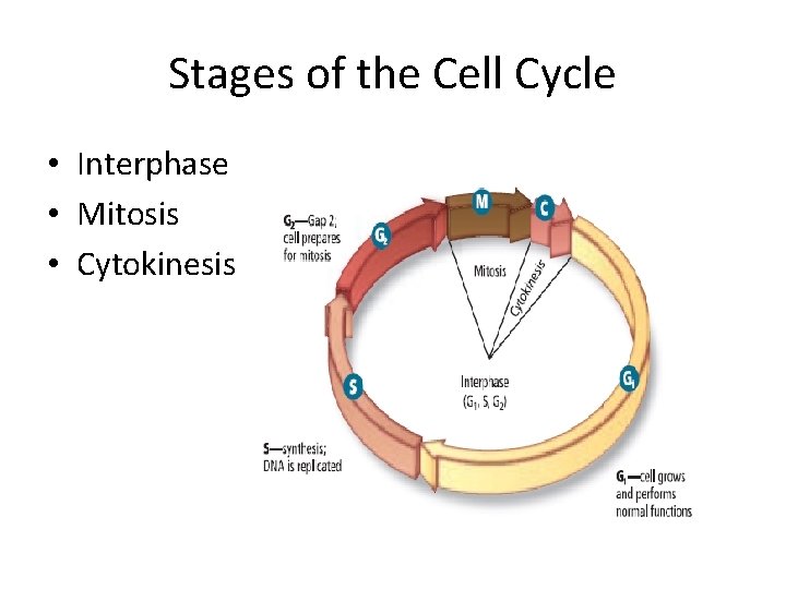 Stages of the Cell Cycle • Interphase • Mitosis • Cytokinesis 