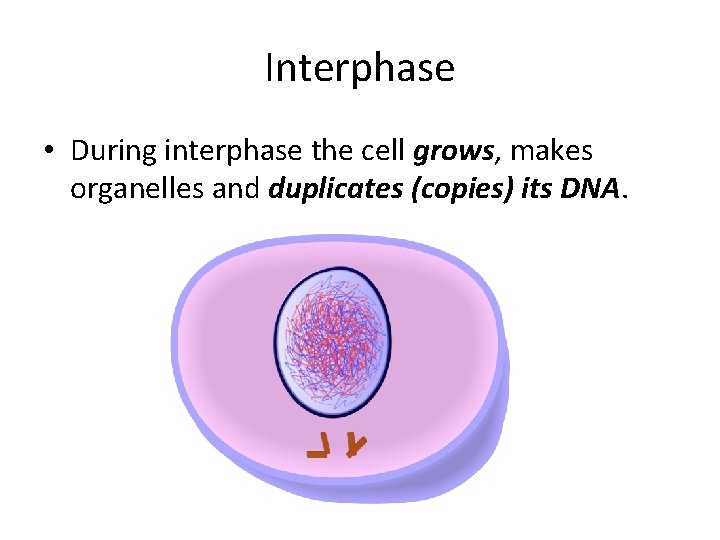 Interphase • During interphase the cell grows, makes organelles and duplicates (copies) its DNA. Interphase • During interphase the cell grows, makes organelles and duplicates (copies) its DNA.