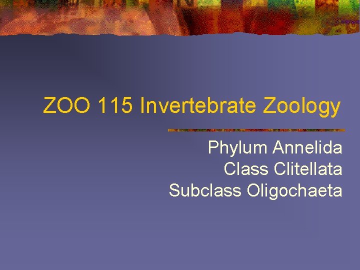 ZOO 115 Invertebrate Zoology Phylum Annelida Class Clitellata Subclass Oligochaeta 
