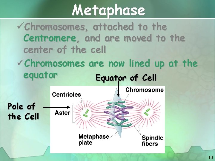 Metaphase üChromosomes, attached to the Centromere, and are moved to the center of the