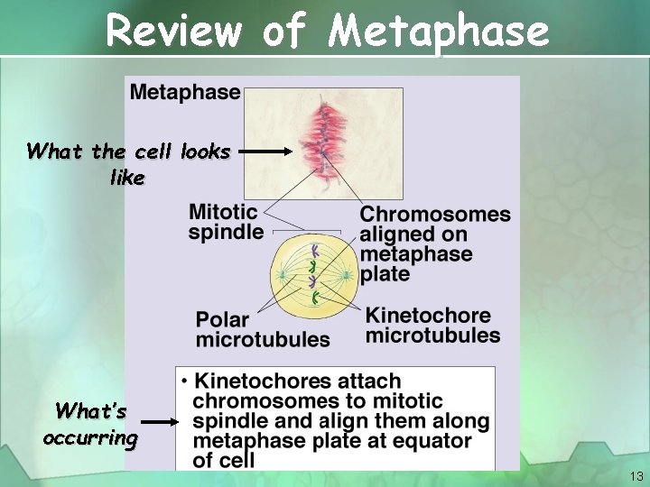 Review of Metaphase What the cell looks like What’s occurring 13 