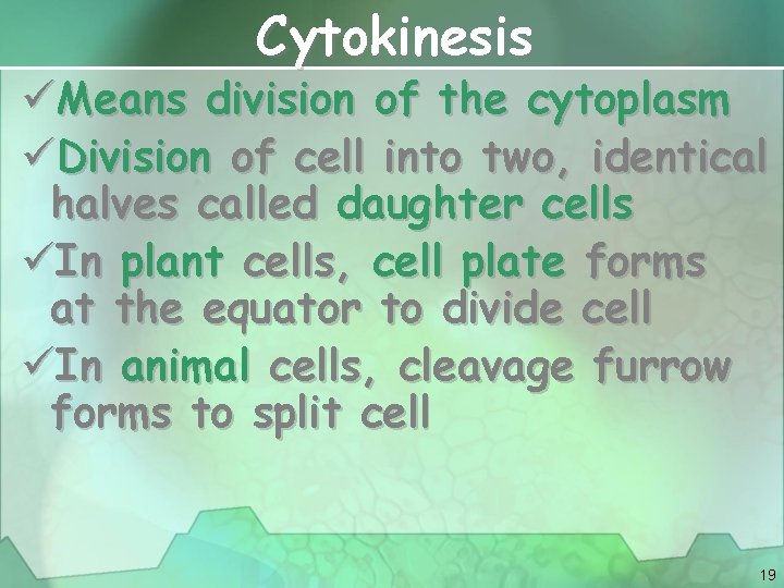 Cytokinesis üMeans division of the cytoplasm üDivision of cell into two, identical halves called