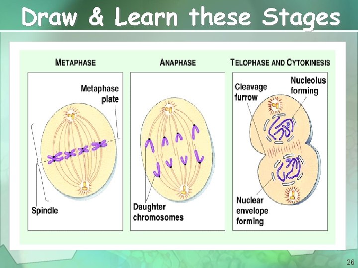 Draw & Learn these Stages 26 