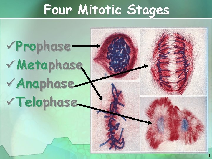 Four Mitotic Stages üProphase üMetaphase üAnaphase üTelophase 3 