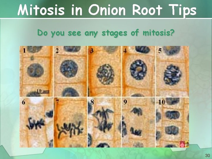 Mitosis in Onion Root Tips Do you see any stages of mitosis? 30 