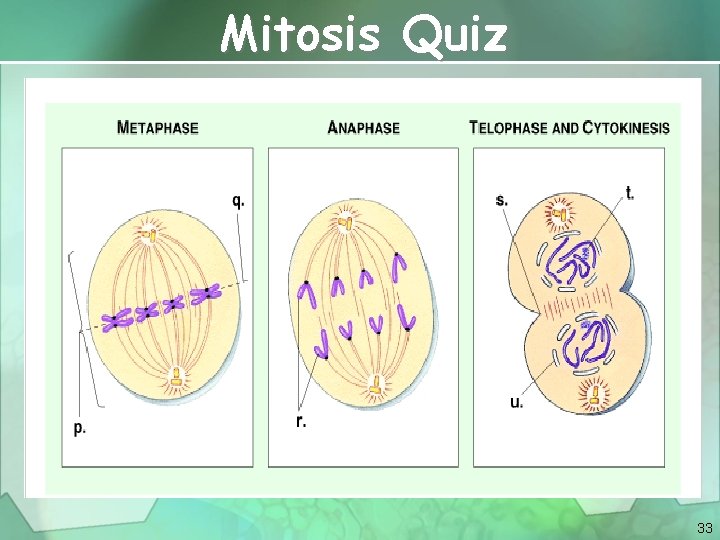 Mitosis Quiz 33 