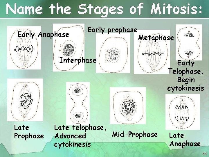 Name the Stages of Mitosis: Early Anaphase Early prophase Metaphase Interphase Late Prophase Late