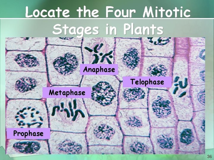 Locate the Four Mitotic Stages in Plants Anaphase Telophase Metaphase Prophase 36 