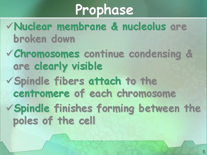 Prophase üNuclear membrane & nucleolus are broken down üChromosomes continue condensing & are clearly