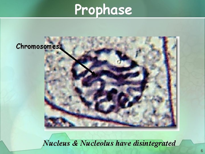 Prophase Chromosomes Nucleus & Nucleolus have disintegrated 6 