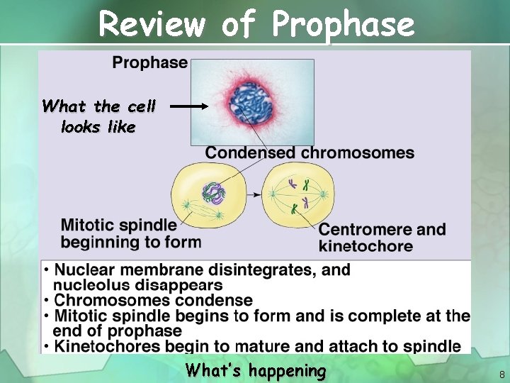 Review of Prophase What the cell looks like What’s happening 8 