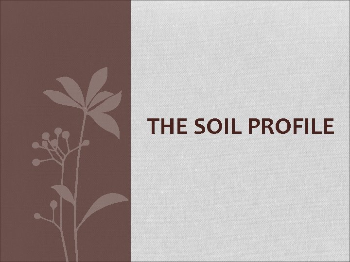 THE SOIL PROFILE 
