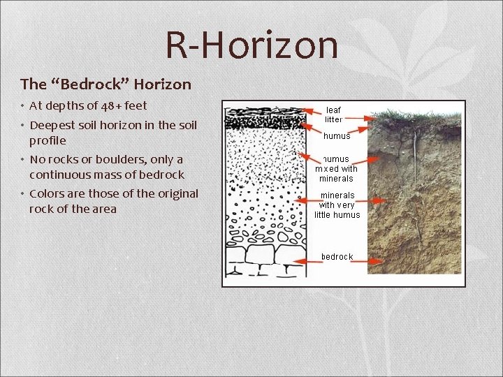 R-Horizon The “Bedrock” Horizon • At depths of 48+ feet • Deepest soil horizon