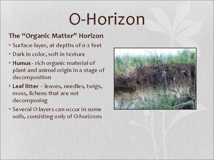 O-Horizon The “Organic Matter” Horizon • Surface-layer, at depths of 0 -2 feet •