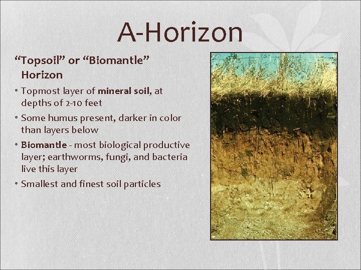 A-Horizon “Topsoil” or “Biomantle” Horizon • Topmost layer of mineral soil, at depths of