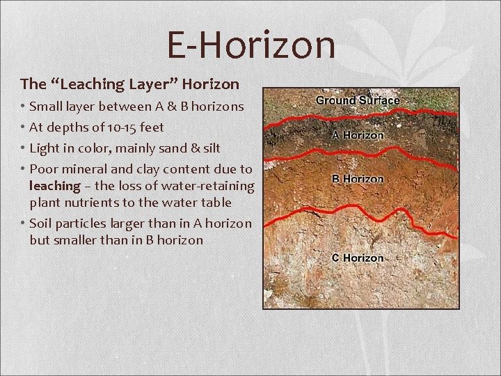 E-Horizon The “Leaching Layer” Horizon Small layer between A & B horizons At depths