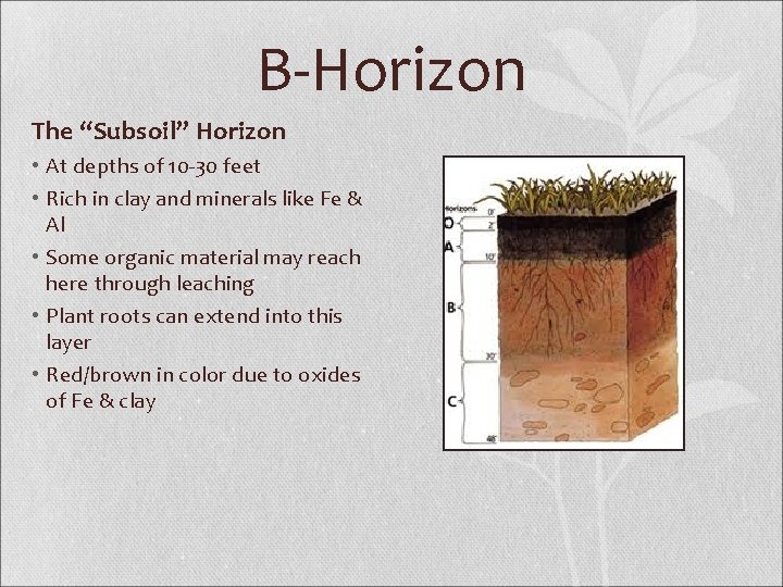 B-Horizon The “Subsoil” Horizon • At depths of 10 -30 feet • Rich in