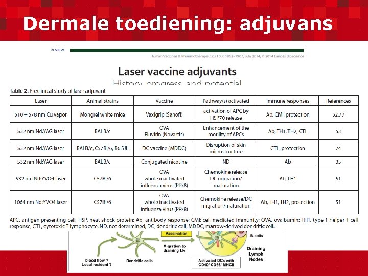 Dermale toediening: adjuvans 