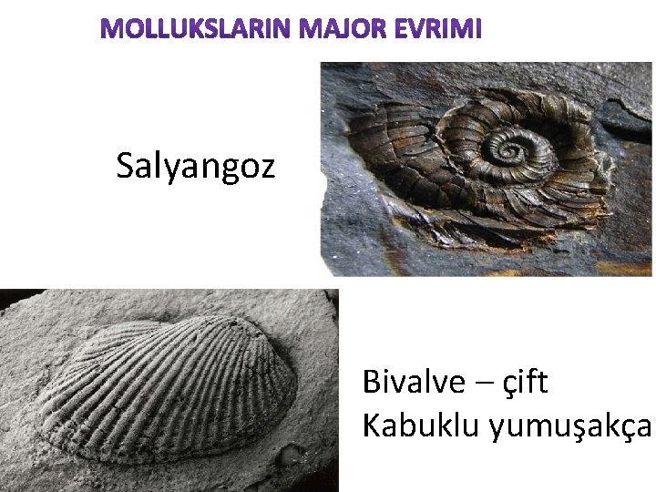 Salyangoz Bivalve – çift Kabuklu yumuşakça 