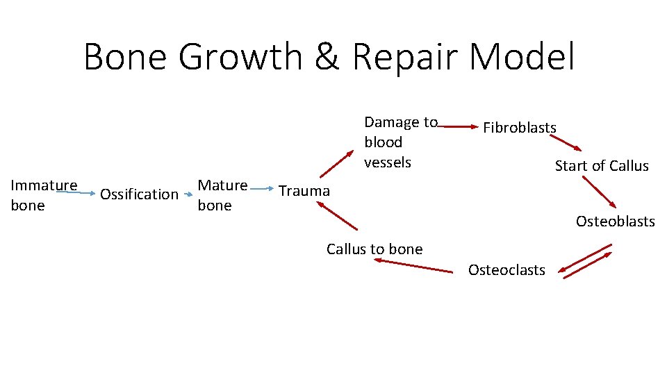 Bone Growth & Repair Model Damage to blood vessels Immature bone Ossification Mature bone