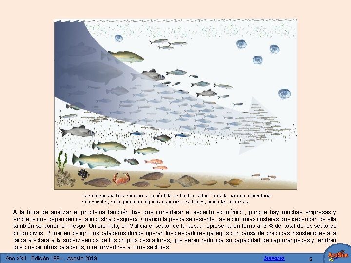 La sobrepesca lleva siempre a la pérdida de biodiversidad. Toda la cadena alimentaria se